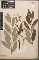 Foto von Salix caprea L. x Salix purpurea L.
